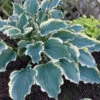 Shadowland® 'Hope Springs Eternal' Hosta -Great Garden Plants 529Hosta HopeSpringsEternal 1