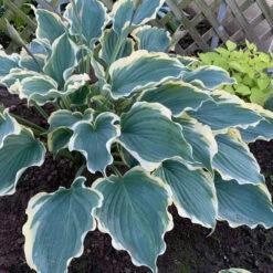 Shadowland® 'Hope Springs Eternal' Hosta