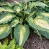 Shadowland® 'Love Story' Hosta -Great Garden Plants 52ad05361f3541199a76ec17c9a6bc7f