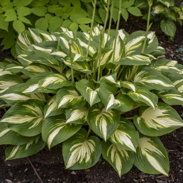 Shadowland® 'Miss America' Hosta 4 Shadowland® 'Miss America' Hosta - Image 2