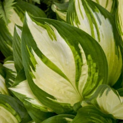 Shadowland® 'Miss America' Hosta 10 Shadowland® 'Miss America' Hosta -Great Garden Plants 530Hosta MissAmerica 4
