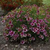 Sizzle & Spice® 'Zesty Zinger' Tickseed -Great Garden Plants 531Coreopsisverticillata ZestyZinger 1