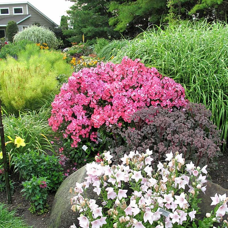 'Glamour Girl' Phlox 8 'Glamour Girl' Phlox - Image 6