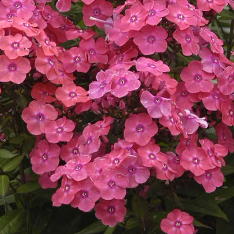 'Glamour Girl' Phlox 3 'Glamour Girl' Phlox