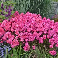 'Glamour Girl' Phlox 12 'Glamour Girl' Phlox -Great Garden Plants 533 2029 popup