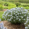 'Starstruck' Bluestar 1 'Starstruck' Bluestar -Great Garden Plants 534Amsonia Starstruck 1