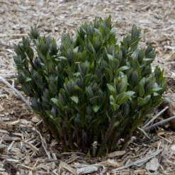 'Starstruck' Bluestar -Great Garden Plants 534Amsonia Starstruck 3