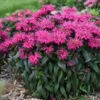 Sugar Buzz® 'Berry Taffy' Bee Balm -Great Garden Plants 542Monarda BerryTaffy 1