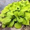 'Sun Mouse' Hosta 2 'Sun Mouse' Hosta -Great Garden Plants 542 2064 popup
