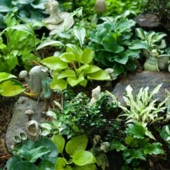 'Sun Mouse' Hosta 7 'Sun Mouse' Hosta -Great Garden Plants 542 2217 popup