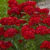 'Scarlet Fever' Dianthus 1 'Scarlet Fever' Dianthus -Great Garden Plants 543Dianthusbarbatus ScarletFever 1