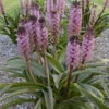 'African Night' Pineapple Lily -Great Garden Plants 545Eucomis AfricanNight 1
