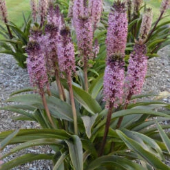 'African Night' Pineapple Lily