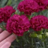 Fruit Punch® 'Cranberry Cocktail' Dianthus -Great Garden Plants 54703657b01d41c0ff72e2dbde201354