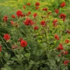 'Blazing Sunset' Geum 2 'Blazing Sunset' Geum -Great Garden Plants 547Geumfloraplena BlazingSunset 1