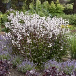 'Onyx And Pearls' Beardtongue -Great Garden Plants 548Penstemon OnyxandPearls 4
