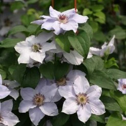 Still Waters™ Clematis -Great Garden Plants 548 2084 popup