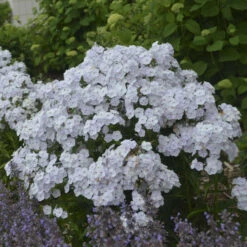 'Fashionably Early Crystal' Hybrid Phlox 8 'Fashionably Early Crystal' Hybrid Phlox -Great Garden Plants 549Phlox FashionablyEarlyCrystal 3