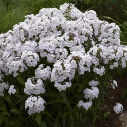'Fashionably Early Crystal' Hybrid Phlox 9 'Fashionably Early Crystal' Hybrid Phlox -Great Garden Plants 549Phlox FashionablyEarlyCrystal 4