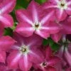 'Viva Polonia' Clematis -Great Garden Plants 549 2086 popup