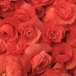 Double Take Orange™ Flowering Quince -Great Garden Plants 550 2088 popup