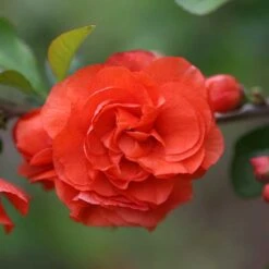 Double Take Orange™ Flowering Quince -Great Garden Plants 550 2089 popup
