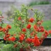 Double Take Orange™ Flowering Quince -Great Garden Plants 550 2090 popup sw