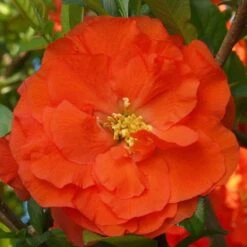 Double Take Orange™ Flowering Quince -Great Garden Plants 550 2092 popup