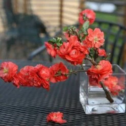 Double Take Orange™ Flowering Quince -Great Garden Plants 550 2093 popup sw