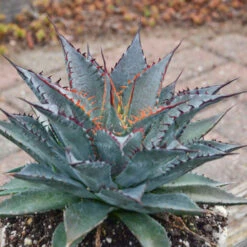 Mad About Mangave® 'Tooth Fairy' Mangave 8 Mad About Mangave® 'Tooth Fairy' Mangave -Great Garden Plants 555Mangave ToothFairy 3