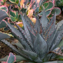 Mad About Mangave® 'Tooth Fairy' Mangave 9 Mad About Mangave® 'Tooth Fairy' Mangave -Great Garden Plants 555Mangave ToothFairy 4