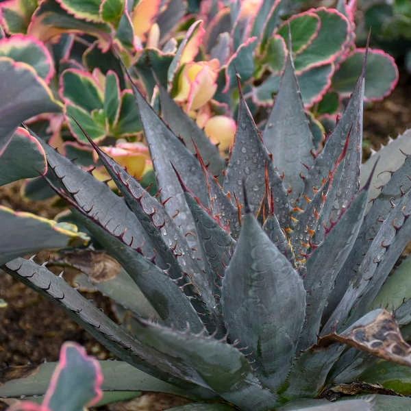 Mad About Mangave® 'Tooth Fairy' Mangave 6 Mad About Mangave® 'Tooth Fairy' Mangave - Image 4