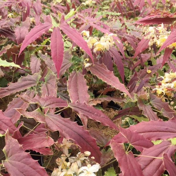 'Sandy Claws' Barrenwort 3 'Sandy Claws' Barrenwort