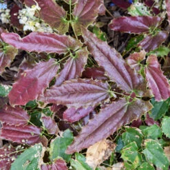 'Sandy Claws' Barrenwort 9 'Sandy Claws' Barrenwort -Great Garden Plants 558Epimediumwushanense SandyClaws 4