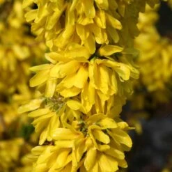 Show Off Starlet® Forsythia -Great Garden Plants 558 2137 popup