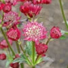 'Ruby Cloud' Masterwort -Great Garden Plants 560 Astrantia Ruby Cloud 2