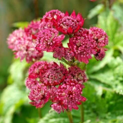 'Ruby Cloud' Masterwort -Great Garden Plants 560 Astrantia Ruby Cloud 3