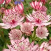 'Sparkling Stars Pink' Masterwort