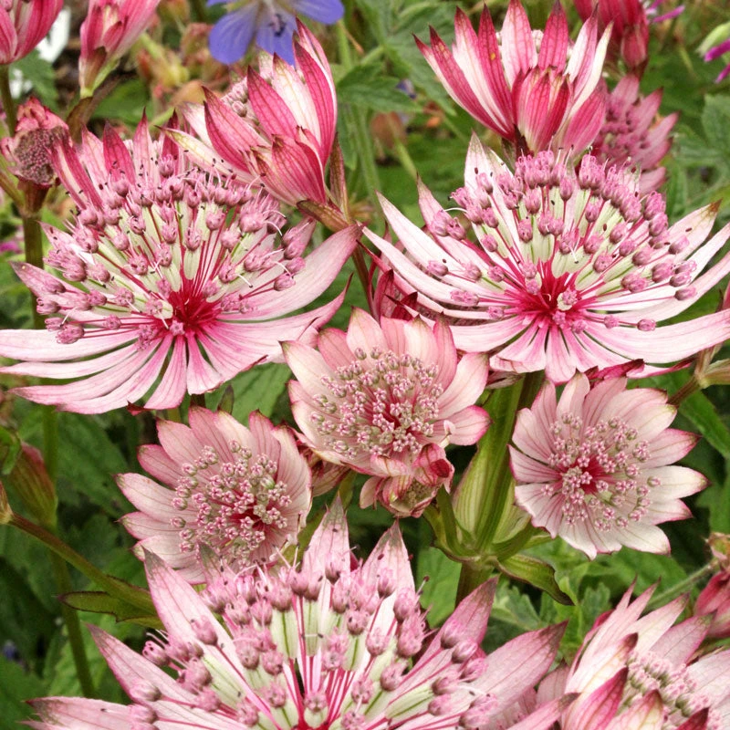 'Sparkling Stars Pink' Masterwort 3 'Sparkling Stars Pink' Masterwort