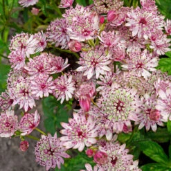 'Sparkling Stars Pink' Masterwort 11 'Sparkling Stars Pink' Masterwort -Great Garden Plants 561 Astrantia sparkling stars pink 3