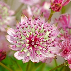 'Sparkling Stars Pink' Masterwort 12 'Sparkling Stars Pink' Masterwort -Great Garden Plants 561 Astrantia sparkling stars pink 4
