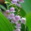 'Rosea' Lily Of The Valley 1 'Rosea' Lily Of The Valley -Great Garden Plants 562 Convallaria rosea 1