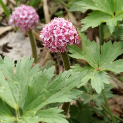 Umbrella Plant 8 Umbrella Plant -Great Garden Plants 563 Darmera peltata umbrella 3
