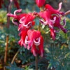 'Burning Hearts' Bleeding Heart -Great Garden Plants 564 Dicentra burning hearts 4
