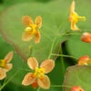 'Orange Queen' Barrenwort -Great Garden Plants 566 Epimedium orange queen 3