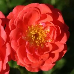 Oso Easy® Mango Salsa Rose -Great Garden Plants 569 2175 popup