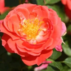 Oso Easy® Mango Salsa Rose -Great Garden Plants 569 2176 popup