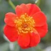 Oso Easy® Hot Paprika® Rose -Great Garden Plants 570 2181 popup