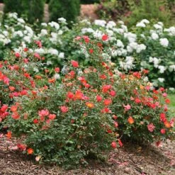 Oso Easy® Hot Paprika® Rose -Great Garden Plants 570 2182 popup