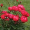 Oso Easy Double Red® Rose -Great Garden Plants 571 2177 popup